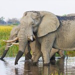 Hét natuurwonder van Botswana