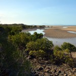 Daintree National Park & Cape Tribulation