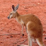 Kangaroo Sanctuary Sunset Tour