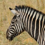 Pilanusberg National Park