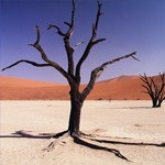 Hét hoogtepunt van Namibië: de Sossusvlei!